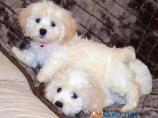 Cockapoo Puppies For Sale in Vijayawada