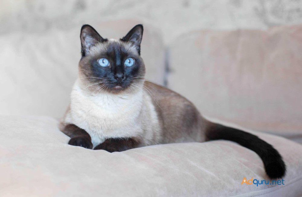 siamese-kitten-in-madurai-big-0