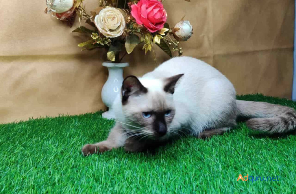 siamese-kitten-in-madurai-big-1