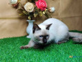 siamese-kitten-in-madurai-small-1