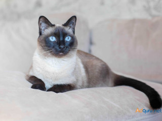 Siamese Kitten in Madurai