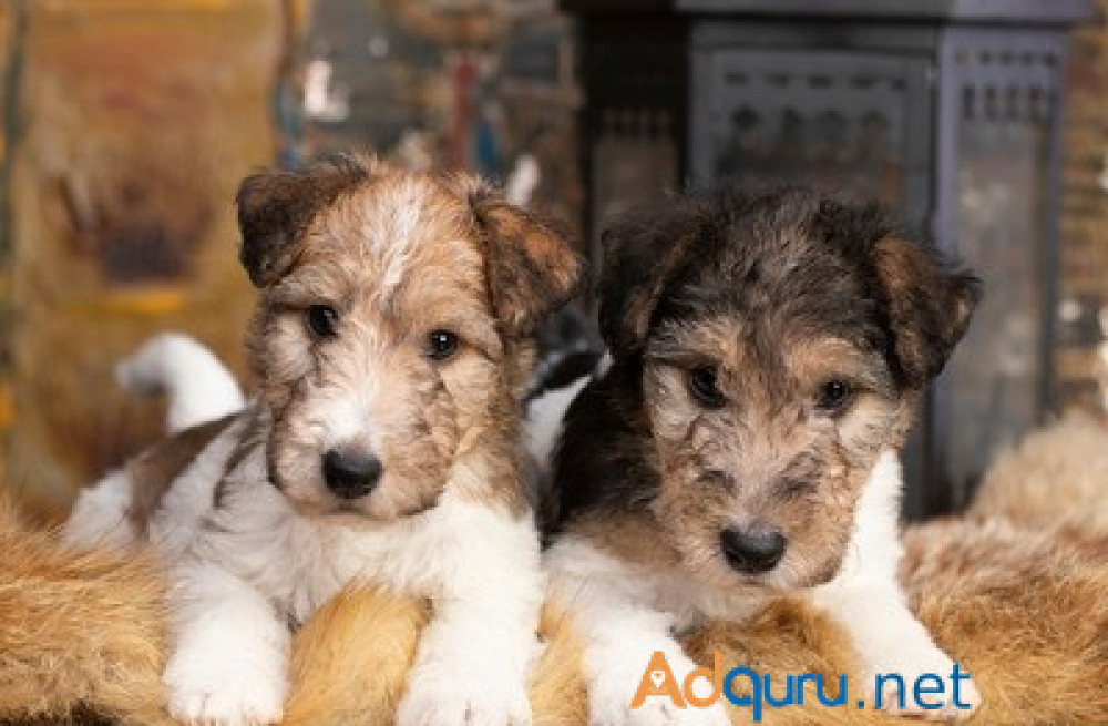 fox-terrier-wire-puppies-for-sale-in-vijayawada-big-0