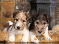 fox-terrier-wire-puppies-for-sale-in-vijayawada-small-0