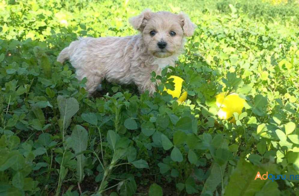 maltipoo-puppies-for-sale-in-panipat-big-1