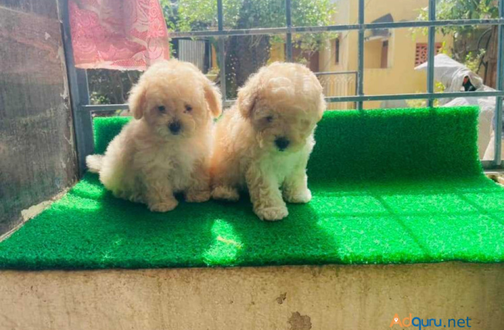 maltipoo-puppies-for-sale-in-panipat-big-0