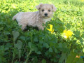 maltipoo-puppies-for-sale-in-panipat-small-1