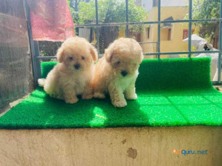 Maltipoo Puppies for Sale in Panipat