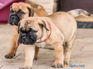 Bullmastiff Puppies For Sale in Vijayawada