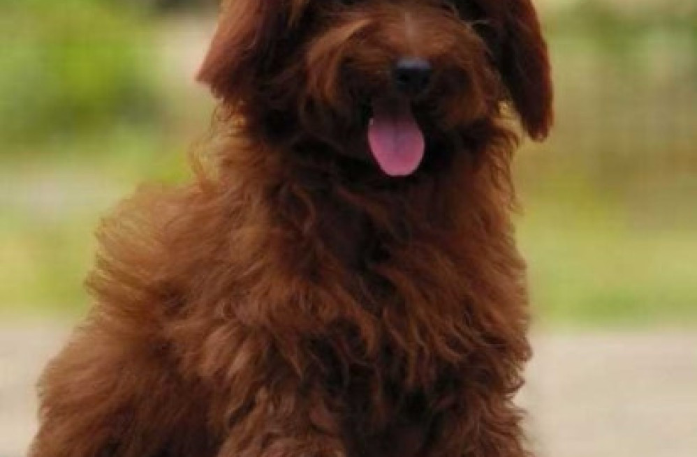 goldendoodle-puppies-for-sale-in-panipat-big-0