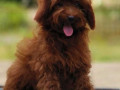 goldendoodle-puppies-for-sale-in-panipat-small-0