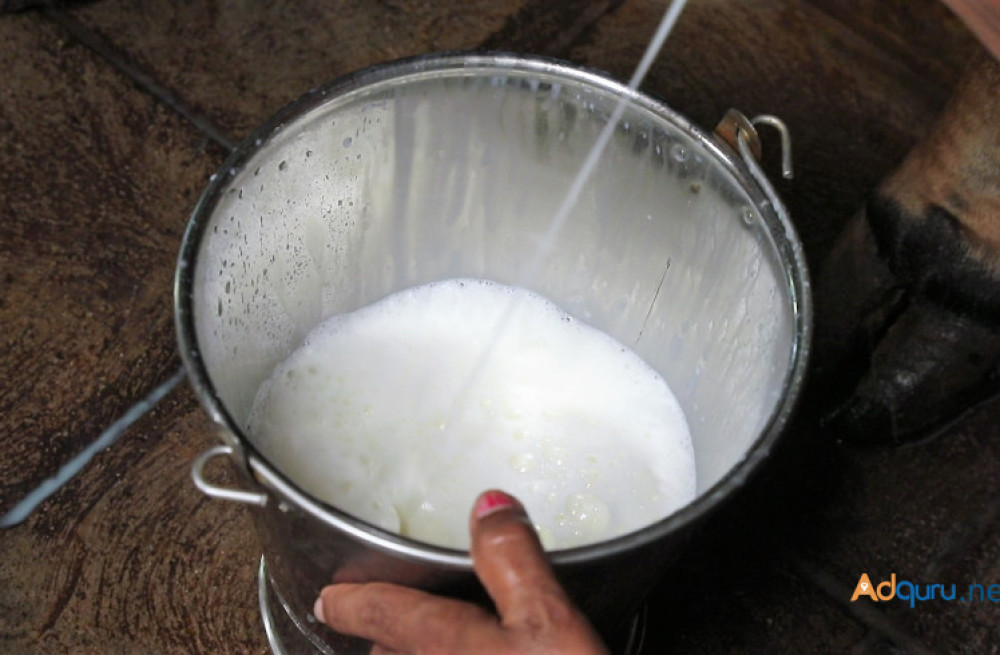 healthy-and-tasty-desi-milk-cows-in-rajkot-big-0