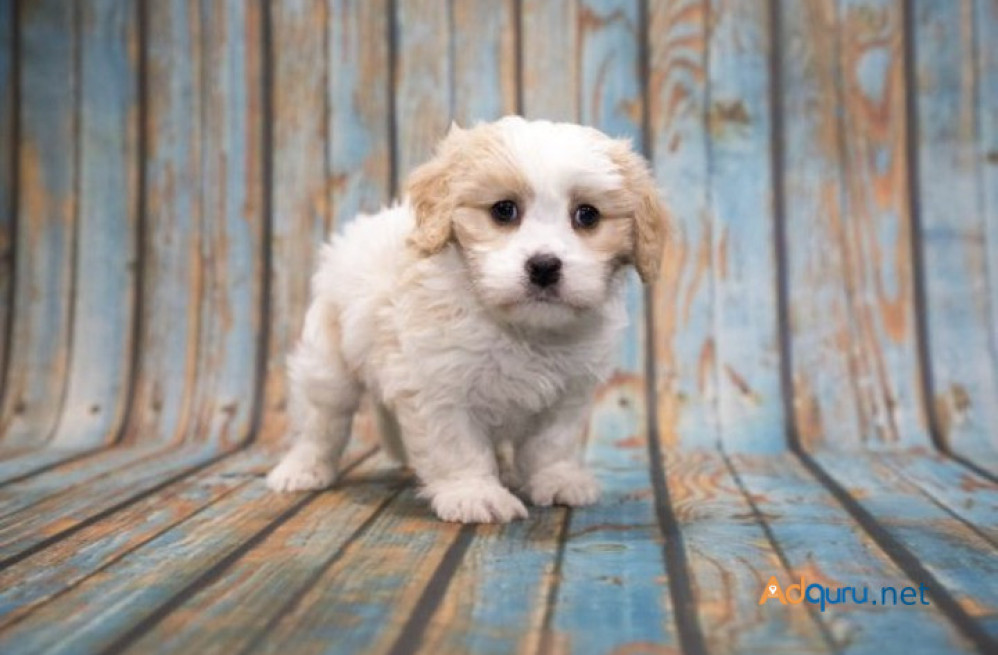 cavapoo-puppies-for-sale-in-panipat-big-0