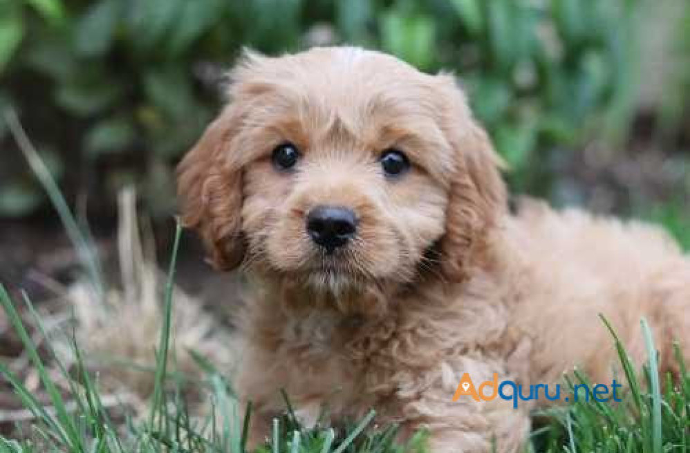 cavapoo-puppies-for-sale-in-panipat-big-1