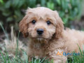 cavapoo-puppies-for-sale-in-panipat-small-1