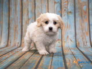 Cavapoo Puppies for Sale in Panipat