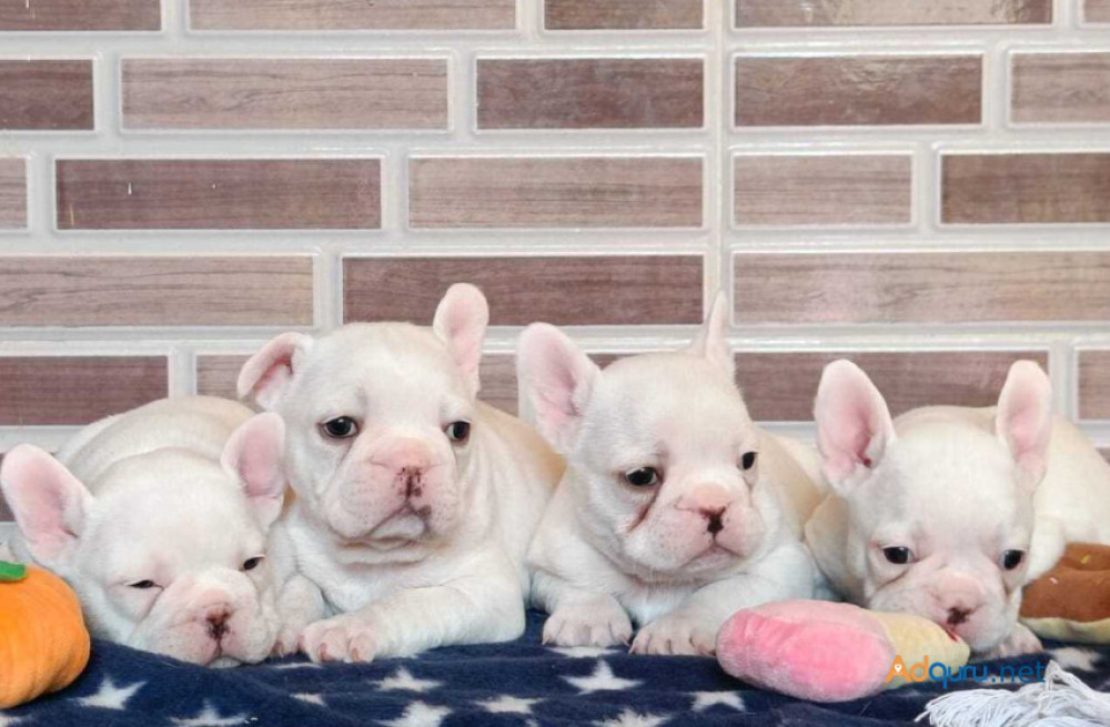 french-bulldog-puppies-for-sale-in-vijayawada-big-0