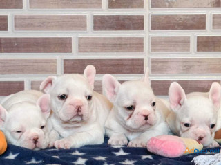 French Bulldog Puppies For Sale in Vijayawada