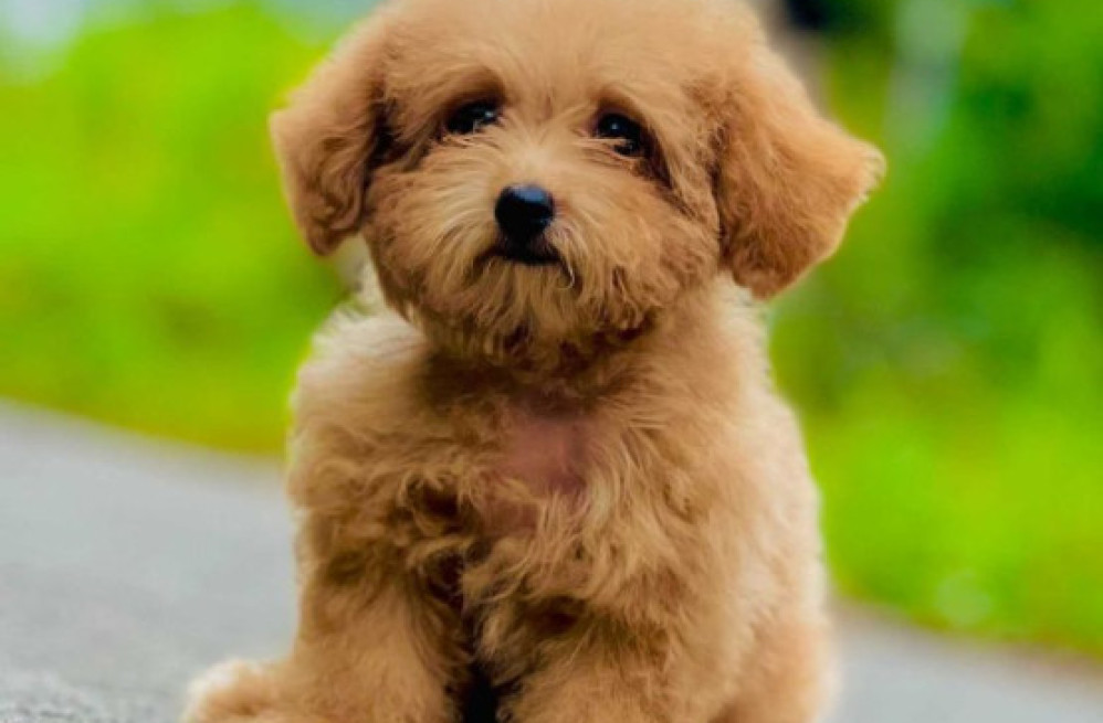 cockapoo-puppies-for-sale-in-panipat-big-0