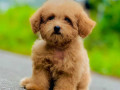 cockapoo-puppies-for-sale-in-panipat-small-0