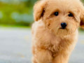 cockapoo-puppies-for-sale-in-panipat-small-1