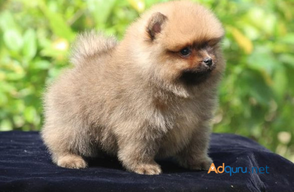 toy-pomeranian-puppies-for-sale-in-panipat-big-1