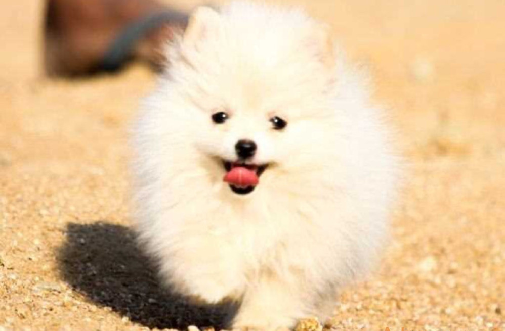 toy-pomeranian-puppies-for-sale-in-panipat-big-0