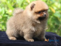 toy-pomeranian-puppies-for-sale-in-panipat-small-1