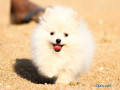 toy-pomeranian-puppies-for-sale-in-panipat-small-0