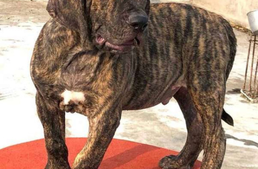 presa-canario-puppies-for-sale-in-nagpur-big-0