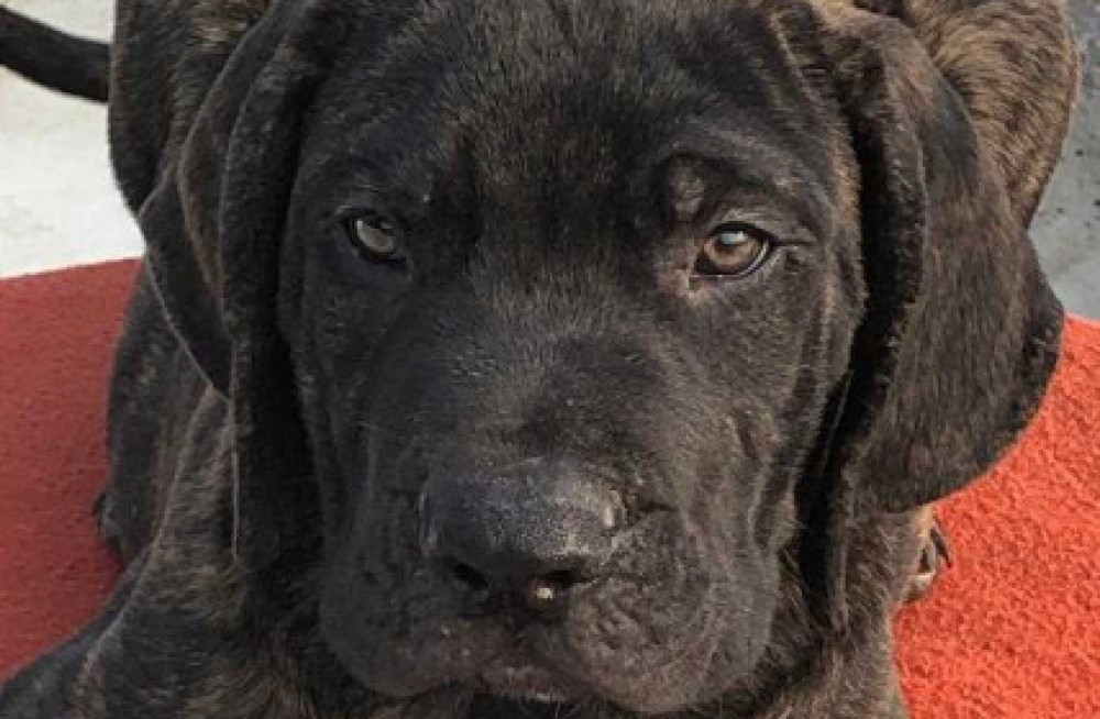 presa-canario-puppies-for-sale-in-nagpur-big-1