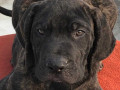 presa-canario-puppies-for-sale-in-nagpur-small-1