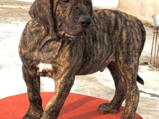 Presa Canario Puppies for Sale in Nagpur