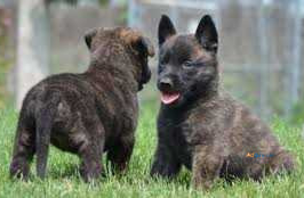 dutch-shepherd-puppies-for-sale-in-guwahati-big-0