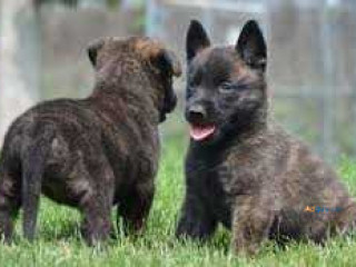 Dutch Shepherd Puppies For Sale in Guwahati