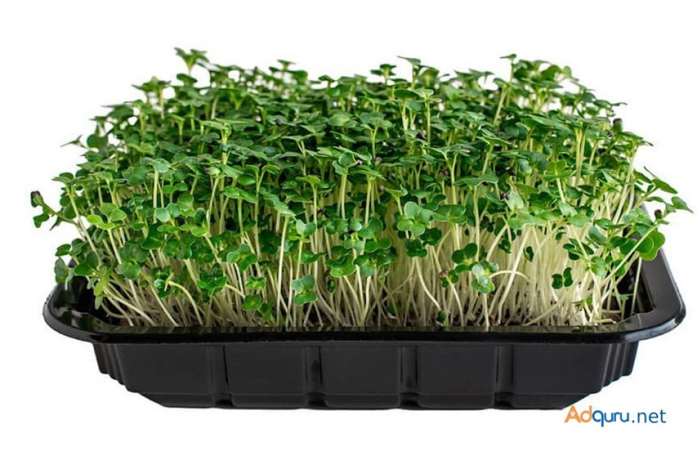 get-fresh-and-nutritious-microgreens-with-our-home-growing-kit-big-0