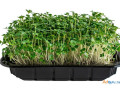 get-fresh-and-nutritious-microgreens-with-our-home-growing-kit-small-0