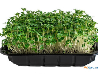 Get Fresh and Nutritious Microgreens with Our Home Growing Kit