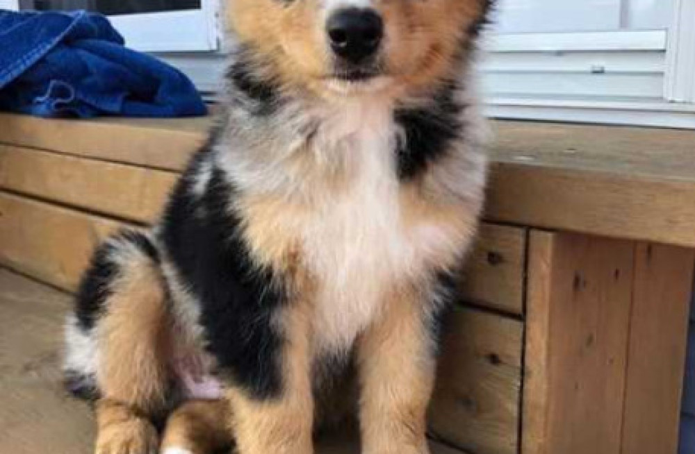 australian-shepherd-puppies-for-sale-in-coimbatore-big-0