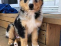 australian-shepherd-puppies-for-sale-in-coimbatore-small-0