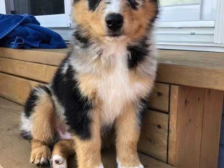 Australian Shepherd Puppies For Sale in Coimbatore