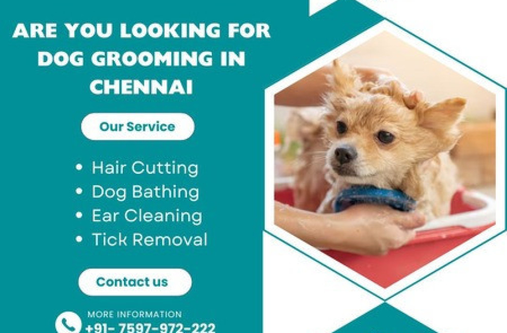 the-best-dog-grooming-in-chennai-big-0