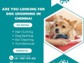 the-best-dog-grooming-in-chennai-small-0