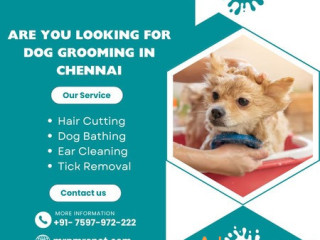 The Best Dog Grooming in Chennai