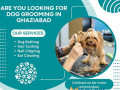 the-best-dog-grooming-in-ghaziabad-small-0