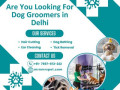 best-dog-groomers-in-delhi-small-0