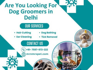 Best Dog Groomers in Delhi