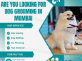 best-dog-grooming-in-mumbai-small-0