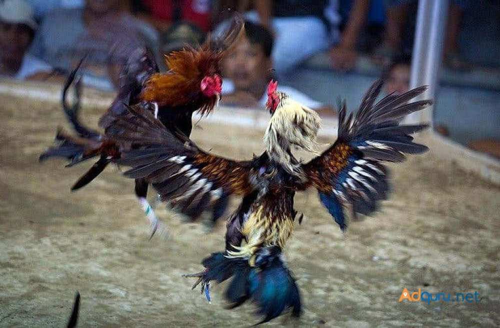 try-your-luck-on-gullybet-cockfighting-game-now-big-0