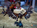 try-your-luck-on-gullybet-cockfighting-game-now-small-0