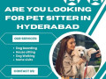 best-pet-sitter-in-hyderabad-small-0